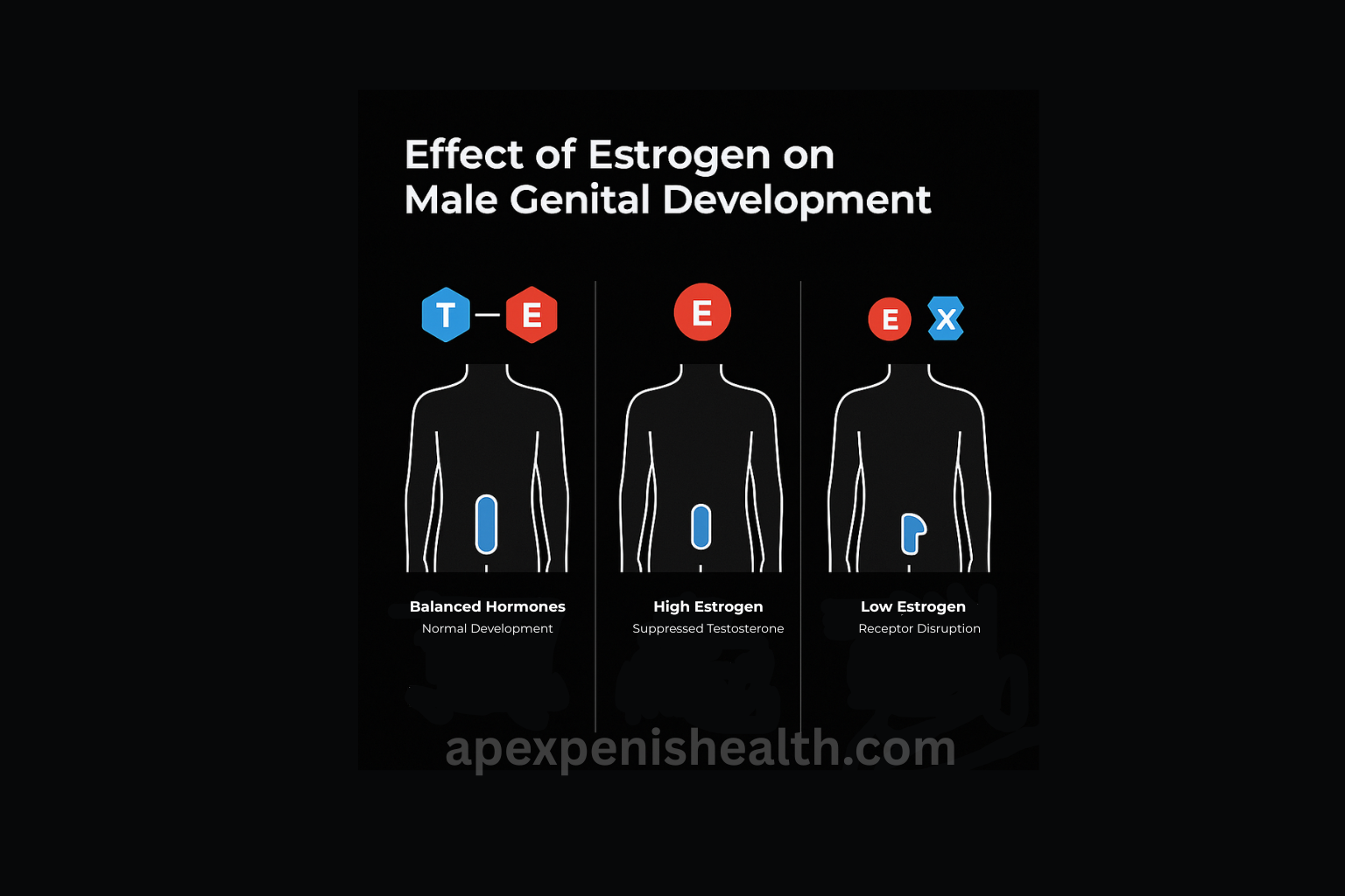Estrogen Affects Penis Size and Development