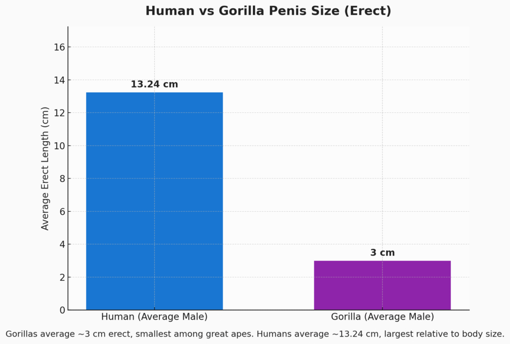 Human vs Gorilla penis size