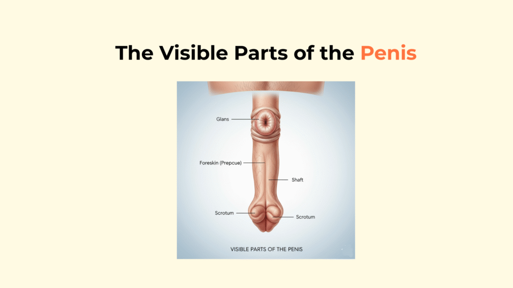 The Visible Parts of the Penis