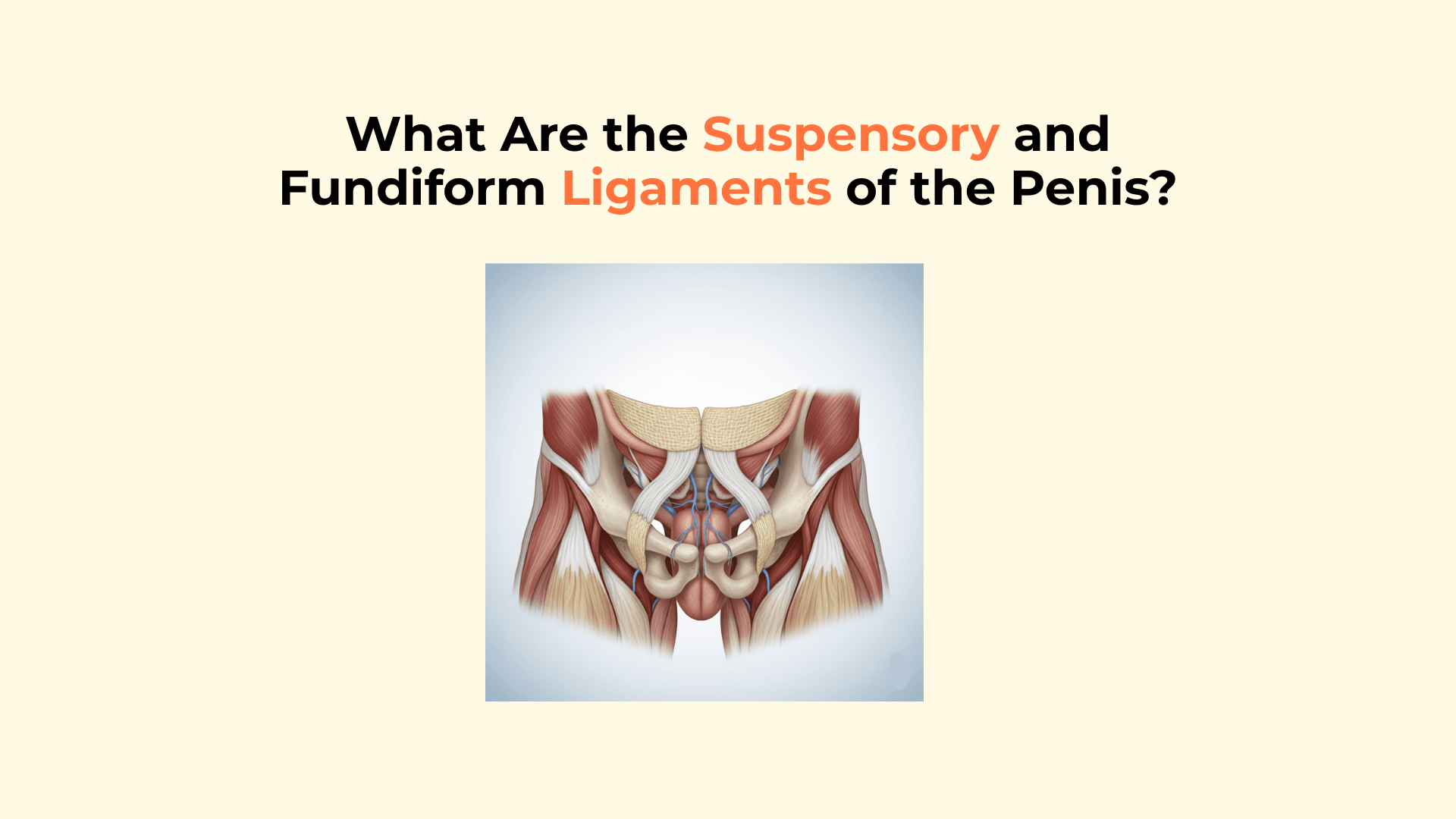 What Are the Suspensory and Fundiform Ligaments of the Penis?