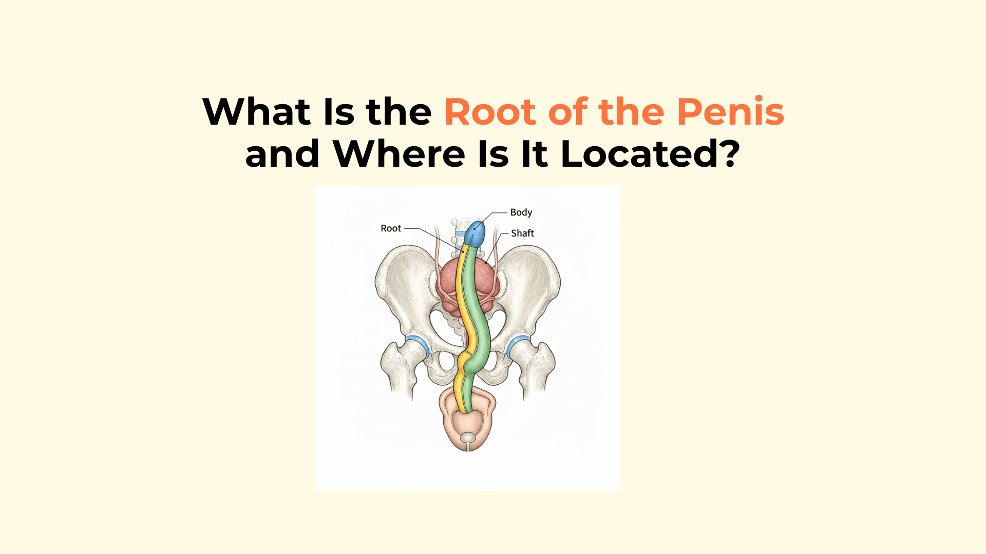 What Is The Root Of The Penis And Where Is It Located what-is-the-root-of-the-penis-and-where-is-it-located