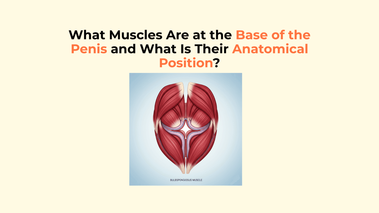 What Muscles Are At The Base Of The Penis And What Is Their Anatomical what-muscles-are-at-the-base-of-the-penis-and-what-is-their-anatomical