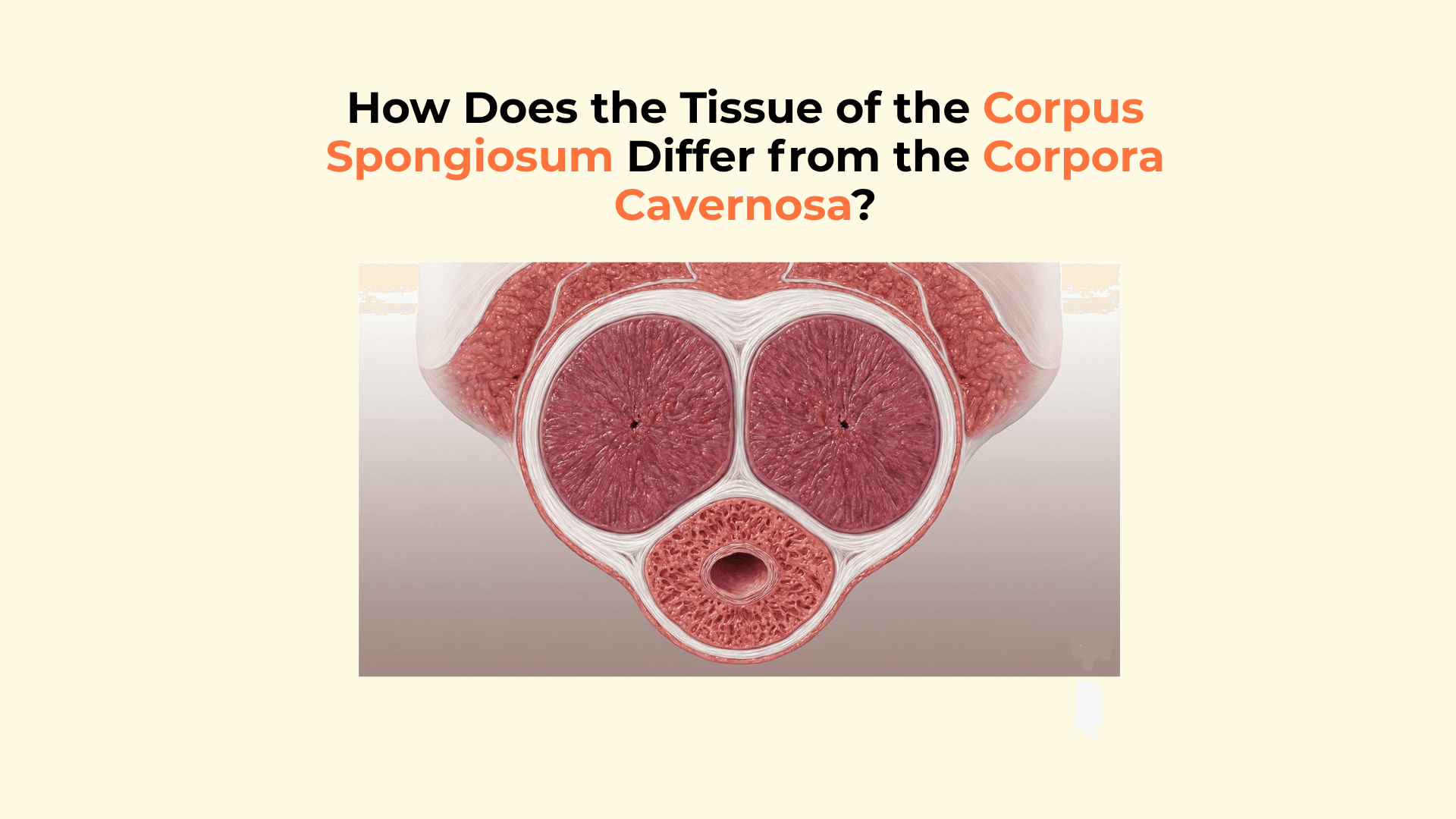 How Does the Tissue of the Corpus Spongiosum Differ from the Corpora