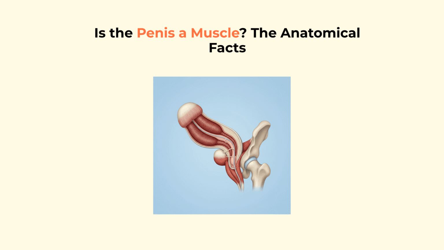 Is the Penis a Muscle? The Anatomical Facts