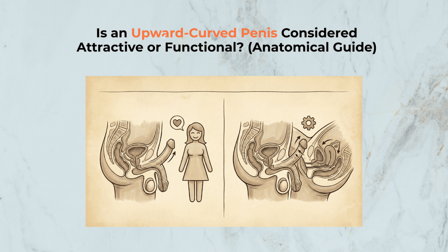 Is an Upward-Curved Penis Considered Attractive or Functional