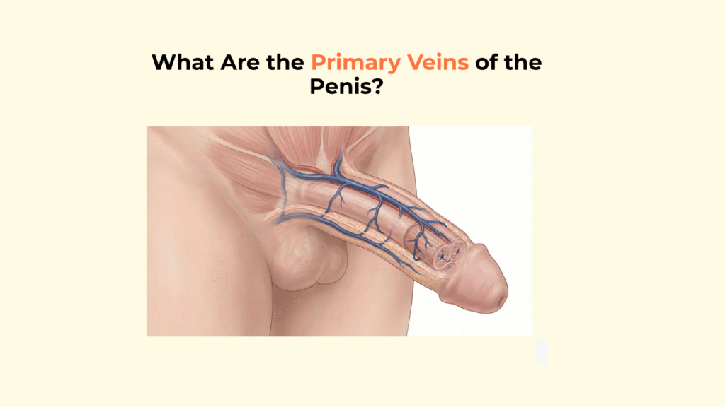 What Are the Primary Veins of the Penis