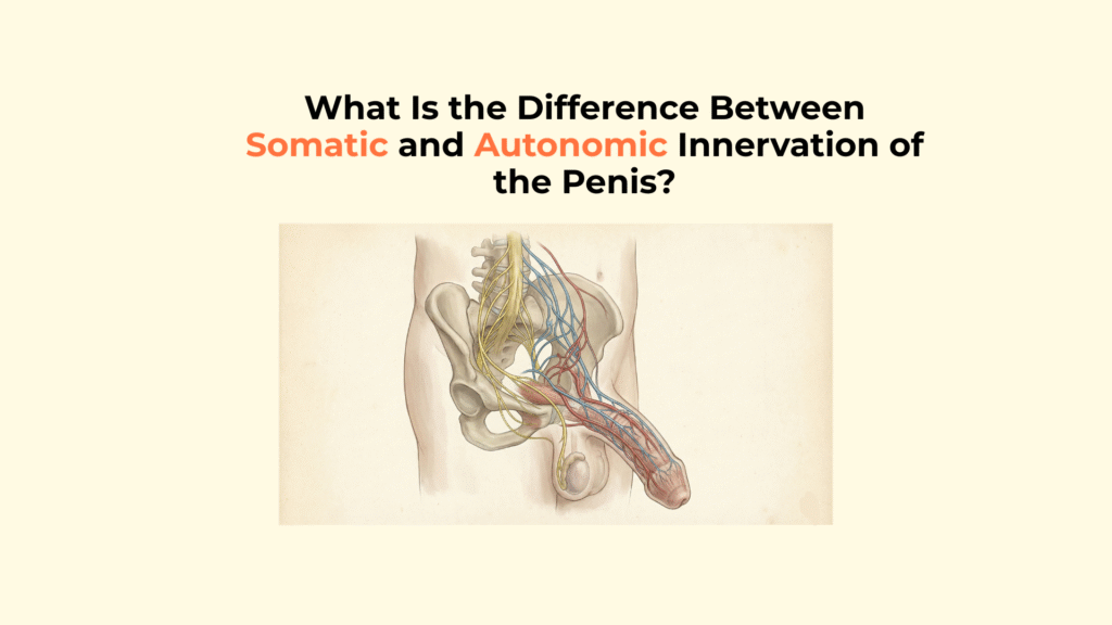 What Is the Difference Between Somatic and Autonomic Innervation of the Penis