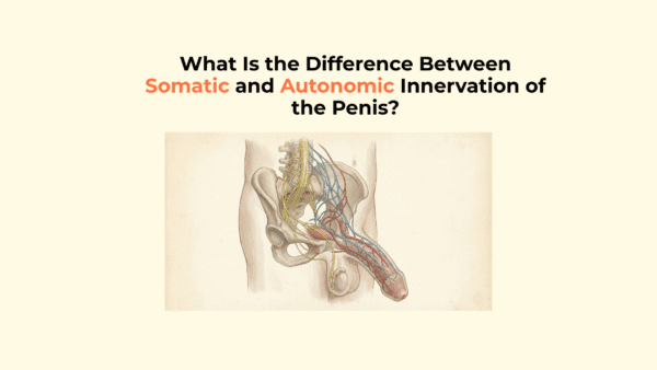 What Is The Difference Between Somatic And Autonomic Innervation Of The what-is-the-difference-between-somatic-and-autonomic-innervation-of-the