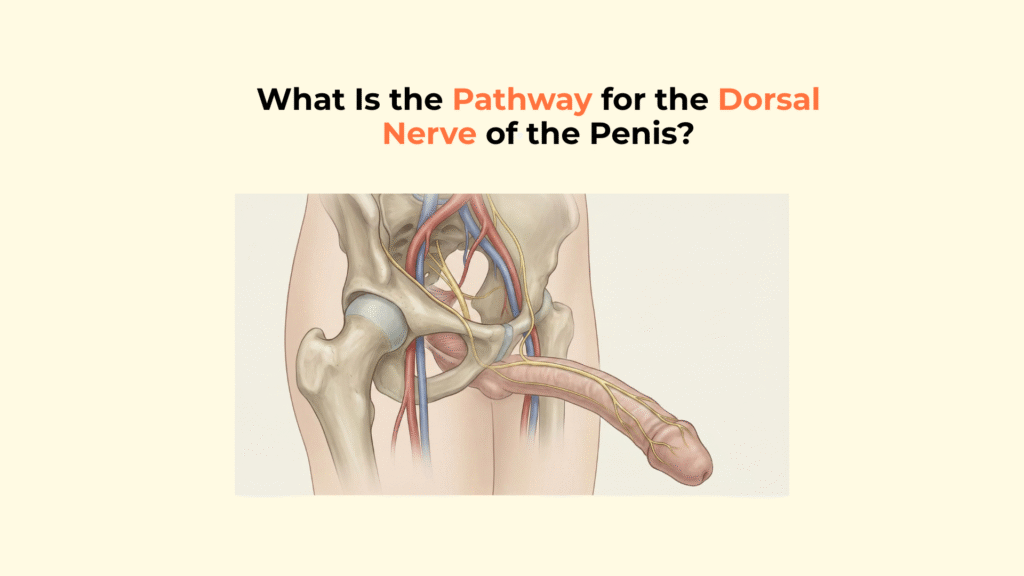 What Is the Pathway for the Dorsal Nerve of the Penis