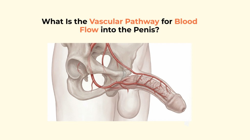 What Is the Vascular Pathway for Blood Flow into the Penis