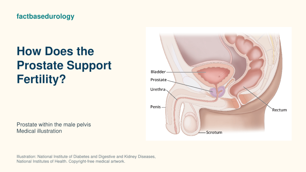 How Does the Prostate Support Fertility? — prostate within the male pelvis (medical illustration).