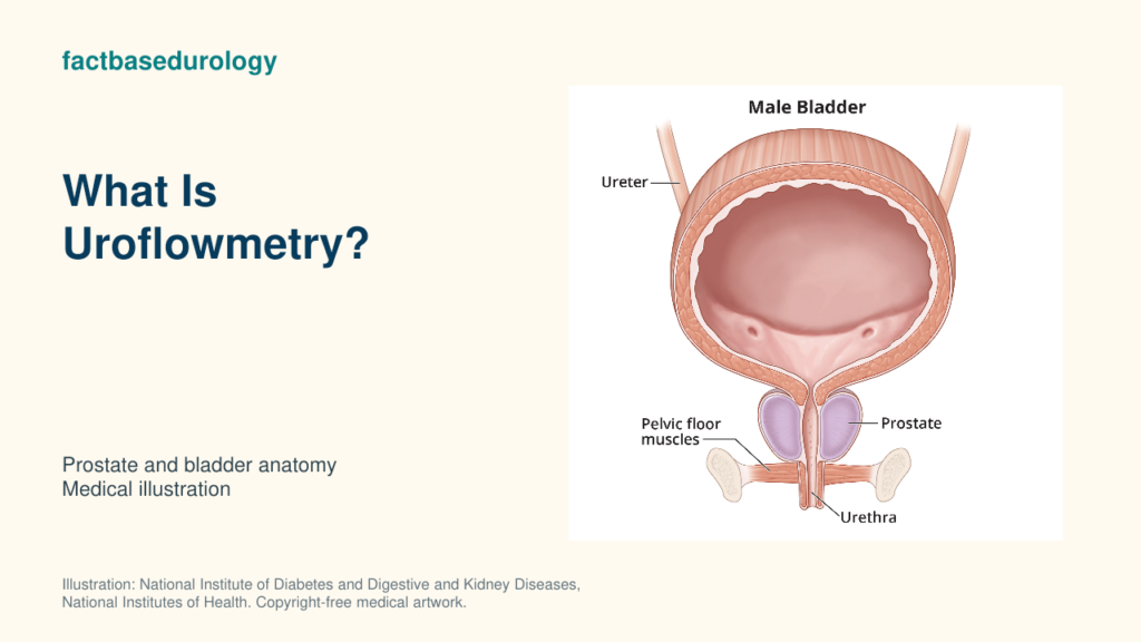 What Is Uroflowmetry? — prostate and bladder anatomy (medical illustration).