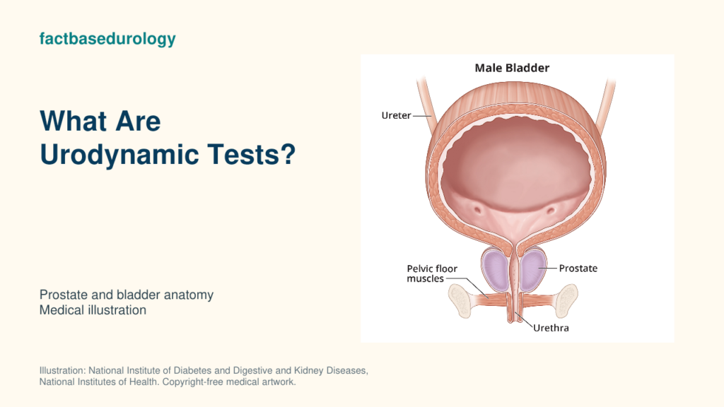 What Are Urodynamic Tests? — prostate and bladder anatomy (medical illustration).